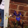 White_and_purple_iris