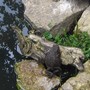Think youll find that log already taken Mr Toad.