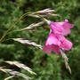 Dierama pulcherrimum (Angel's fishing rod). 