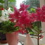 For Irish! (Astilbe x rosea)