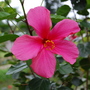Hibiscus 4