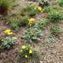 Sternbergia Lutea in the gravel garden (Sternbergia lutea)