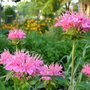 Monarda (Bee Balm) (Monarda fistulosa (Beebalm))