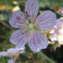 Geranium pratense 'Splish-Splash' (Geranium pratense 'Splish-Splash')