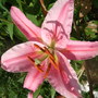 Pink Lily. (Lilium)