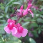 Salvia 'Icing Sugar'' (Salvia)