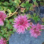 Pink Sedum (Sedum)