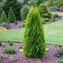 Platycladus_orientalis_shirley_chilcott