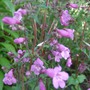 Penstemon smallii 'Violet Dusk' (Penstemon smallii)