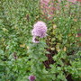 A garden flower photo