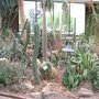 Cactus1