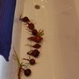 Onions in my bath