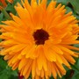 Pot Marigold 'Art Shades' (Calendula officinalis (English marigold))