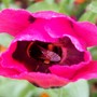 Buzzzzzy Bee (Papaver commutatum)