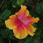 Hibiscus 5
