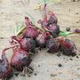 Freshly lifted onions