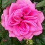 Pink Patio Rose (Rosa)