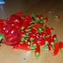 Pepper harvest (Capsicum frutescens (Chilli))