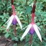 Fuchsia 'Lady Bacon' (Fuchsia 'Lady Bacon')