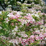 Variegated Weigela (Weigela florida (Weigela))