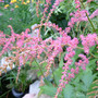 Astilbe (Astilbe simplicifolia)