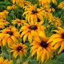 Susans (Rudbeckia fulgida (Black-eyed Susan))