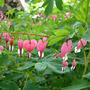 Bleeding Heart (Dicentra spectabilis (Bleeding heart))