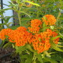 Butterfly Weed (Asclepias tuberosa (Butterfly Weed))