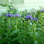 Clustered Bellflower (Campanula glomerata (Clustered bellflower))