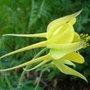 Columbine (Aquilegia)
