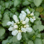 Dead Nettle (lamium malculatum)