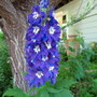 Delphinium (Delphinium elatum (Delphinium))