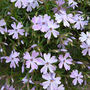 Phlox (Phlox subulata (Moss Phlox))