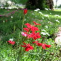 Dianthus (dianthus)