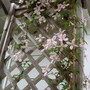 Clematis montana (Clematis)