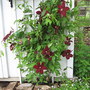 A garden flower photo (Clematis)