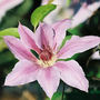 A garden flower photo (Clematis)