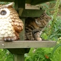 Summer_garden_2008__finn_and_popps_066