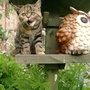 Summer_garden_2008__finn_and_popps_065