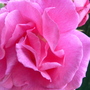 Pink Roses
