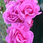 Pink Roses