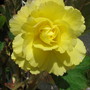 Begonia Niagra Yellow (Begonia)