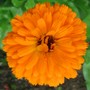 Calendula (calendula)