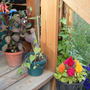 fuchia and celosia