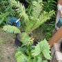 ostrich fern and ligularia