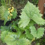 Ligularia stenocephala
