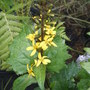 ligularia bloom
