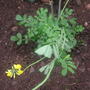 New_coronilla_valentina_glauca