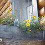 Bidens