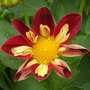 Bedding Dahlia